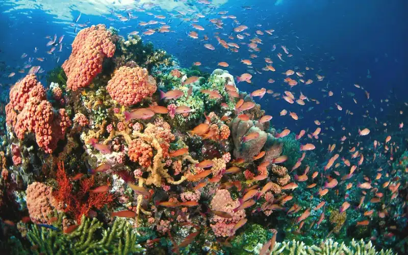 Tubbataha Reef Diving liveaboards philippines