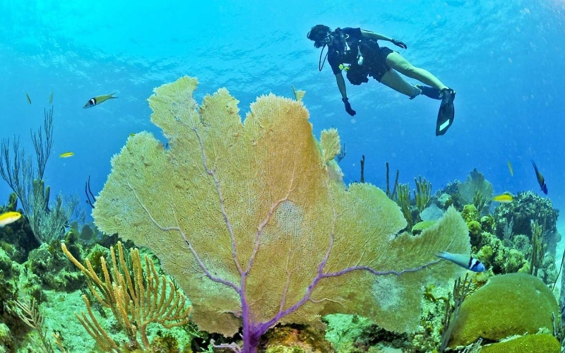 Tubbataha Reef Diving (15)