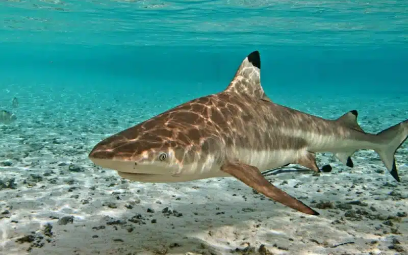 blacktip-reef-shark-siladen