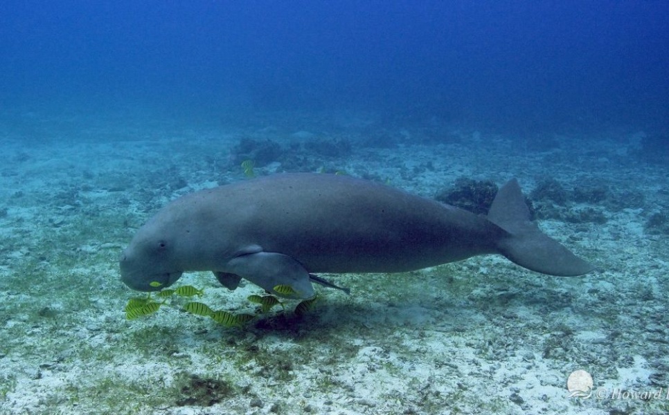 Diving-with-Dugongs-Coron-4.jpg