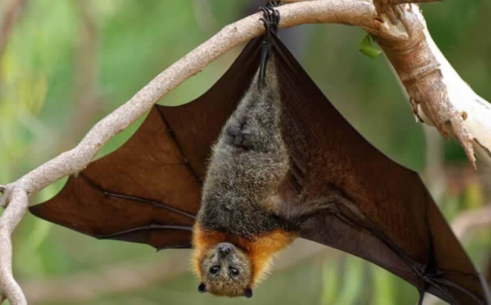 news-press-akamas-bats-1247x540-1.jpg