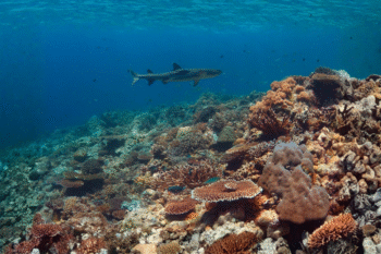Apo Reef - Image 7