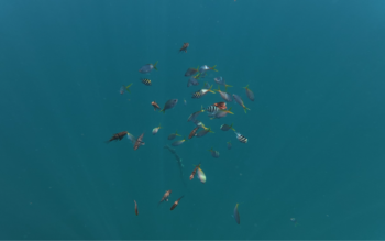 Pusod Lagoon - Image 12