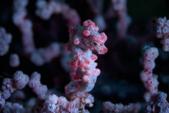 Anilao Macro Scuba Diving - Image 3