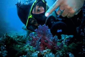 Anilao Macro Scuba Diving - Image 4