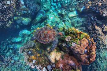 Apo Island & Dumaguete Scuba Dives - Image 3