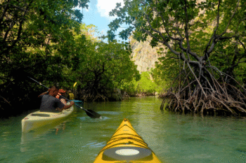 Mangrove Exploration