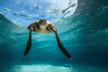 Debangan Island - Image 2