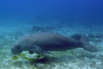 Dugong Snorkeling Calauit Island - Image 7
