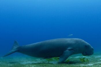 Dugong Snorkeling Calauit Island - Image 8