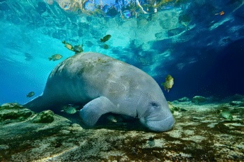 Dugong Snorkeling Calauit Island