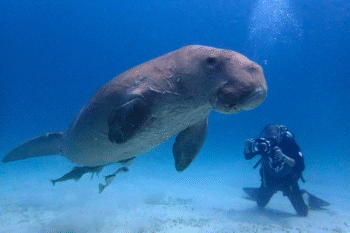 Dugong Snorkeling Calauit Island - Image 4