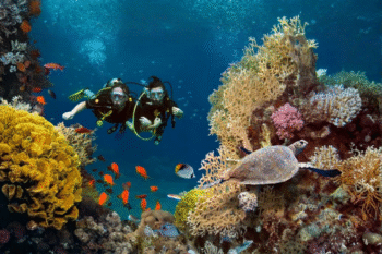 Linapacan Scuba Diving Hidden Spot - Image 2