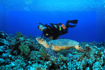 Linapacan Scuba Diving Hidden Spot - Image 3