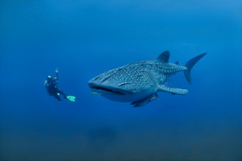 OSLOB Whale Sharks Diving - Image 3