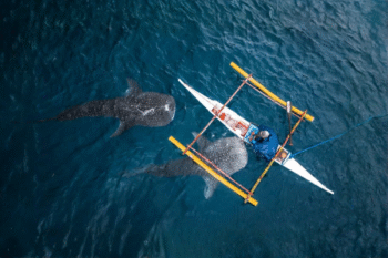 OSLOB Whale Sharks Diving - Image 5