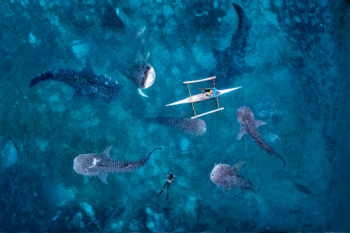 OSLOB Whale Sharks Diving - Image 6