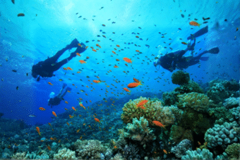 Puerto Galera Scuba Diving - Image 4