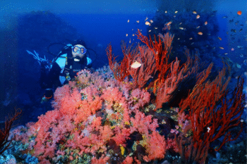 Puerto Galera Scuba Diving - Image 5