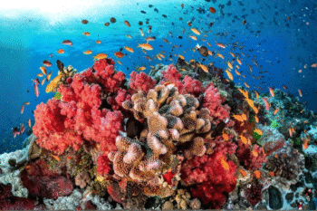 Puerto Galera Scuba Diving - Image 2