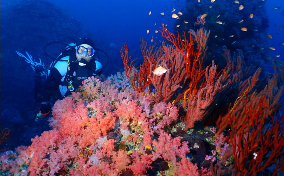 Puerto Galera Luxury Liveaboard Diving (1)