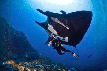 The Luxe Guide - Image 6