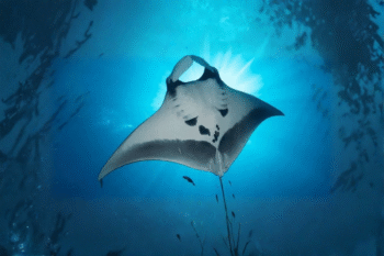 Sibaltan Manta Ray Scuba Diving - Image 3