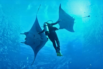 Sibaltan Manta Ray Scuba Diving - Image 4