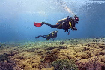 Sumilon Island Scuba Diving - Image 3