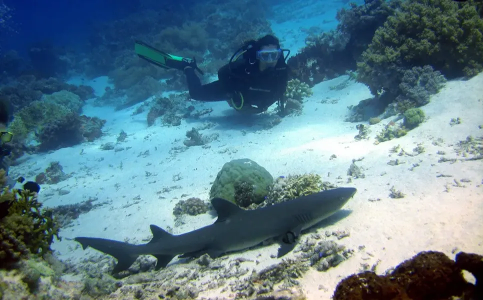 Sumilon Luxury Liveaboard Scuba Diving (1)