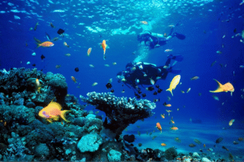 Luxury Liveaboard Palawan & Tubbataha | - Image 7