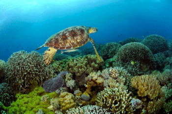 Luxury Liveaboard Palawan & Tubbataha | - Image 4