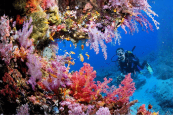 Tubbataha Reef​ Diving - Image 7