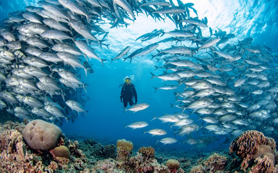 Tubbataha Luxury Liveaboard (11)