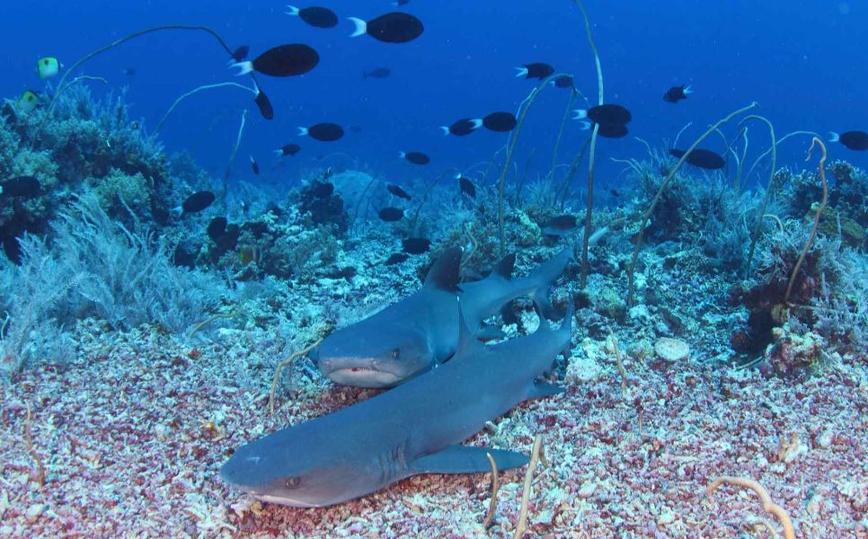 Tubbataha Luxury Liveaboard (2)