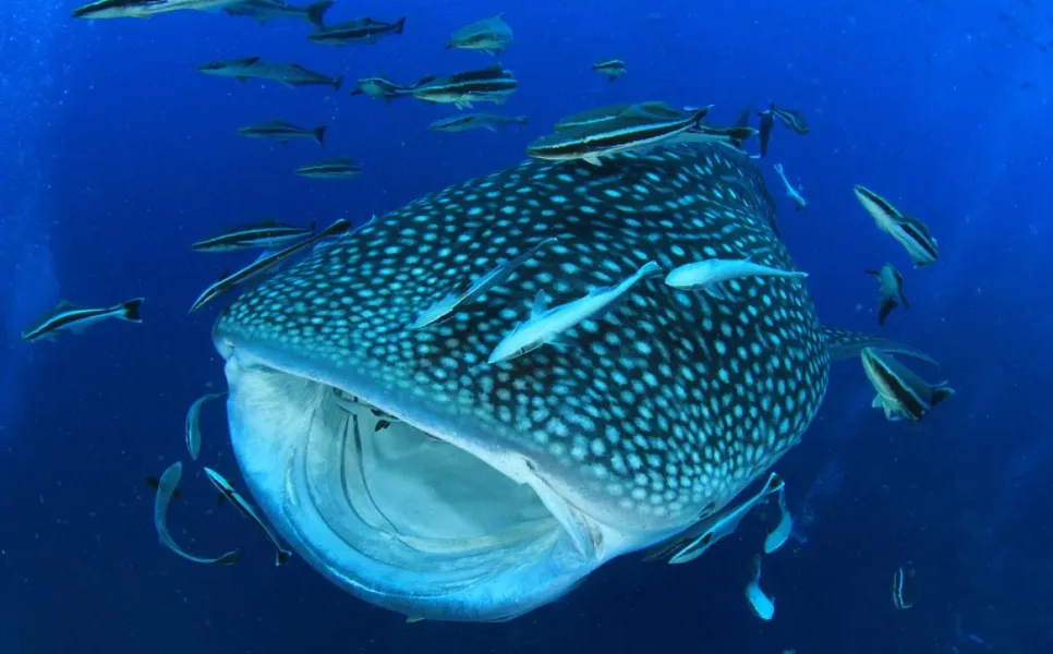 Tubbataha Luxury Liveaboard (3)