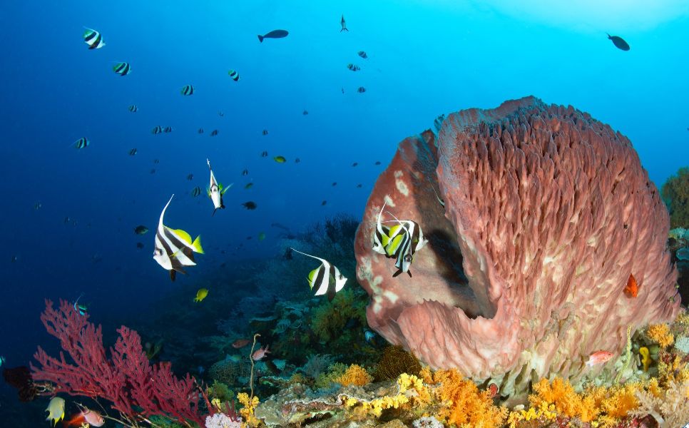 Tubbataha Luxury Liveaboard (5)