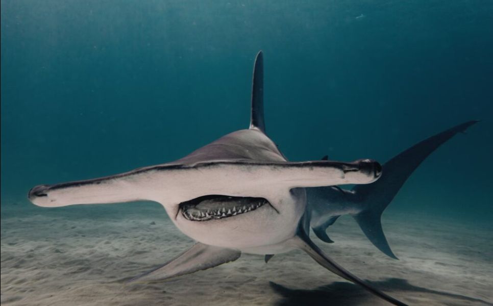 Tubbataha Luxury Liveaboard (9)