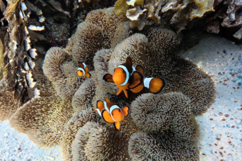 Bayaca Island Snorkeling - Image 3