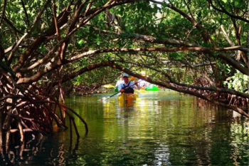 Busuanga Mangrove Tour - Image 3