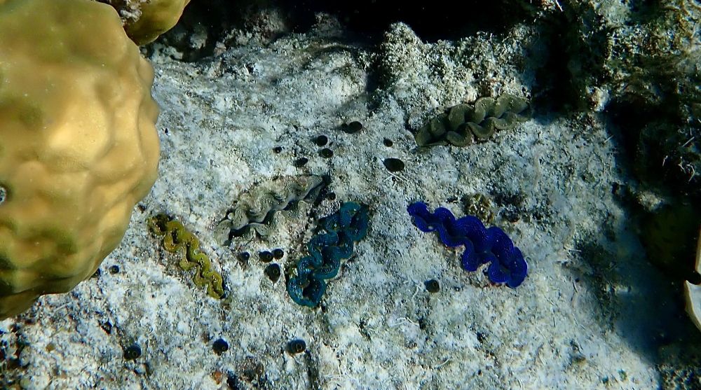 Daniel Cruise Palawan Apr 2026 (18)