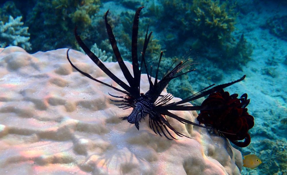 Daniel Cruise Palawan Apr 2026 (19)