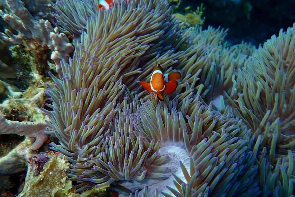 Daniel Cruise Palawan Apr 2026 (22)