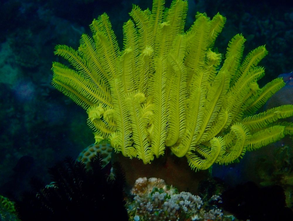 Daniel Cruise Palawan Apr 2026 (23)