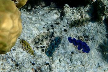 14-Day Palawan Luxury Diving Journey on Superyacht - Image 16