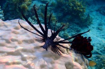 14-Day Palawan Luxury Diving Journey on Superyacht - Image 15