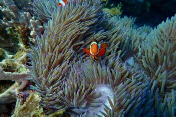 14-Day Palawan Luxury Diving Journey on Superyacht - Image 14