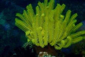 14-Day Palawan Luxury Diving Journey on Superyacht - Image 6