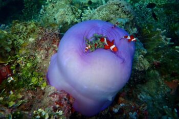 14-Day Palawan Luxury Diving Journey on Superyacht - Image 2