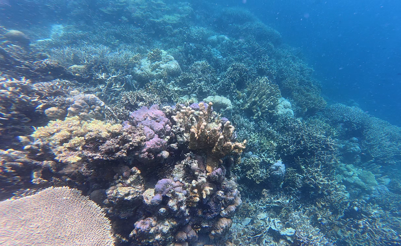 1300 x 800 Blue Lagoon Corals